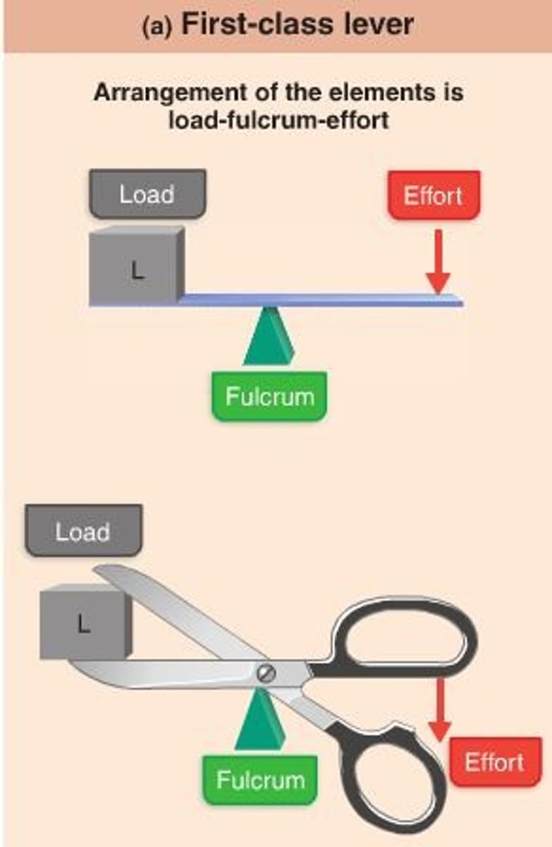 <p>lever positioned with the applied force and the resistance on opposite sides of the axis of rotation</p>