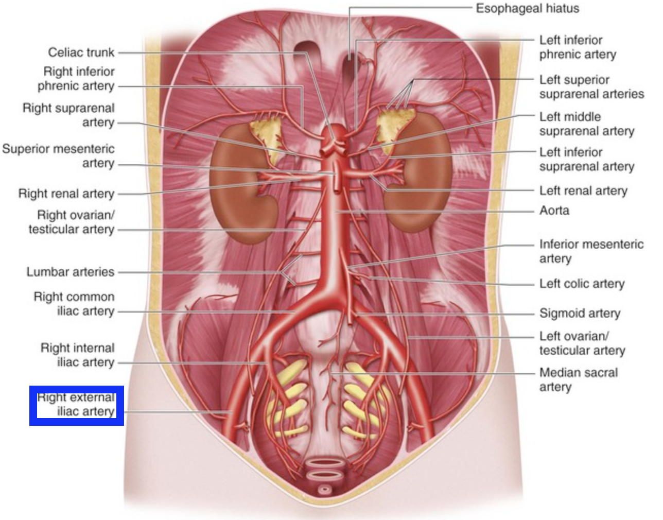 <p>left is on the opposite side</p>