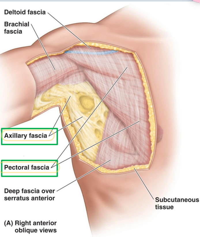 <ol><li><p>Axillary fascia</p></li><li><p>Pectoral fascia</p></li></ol>
