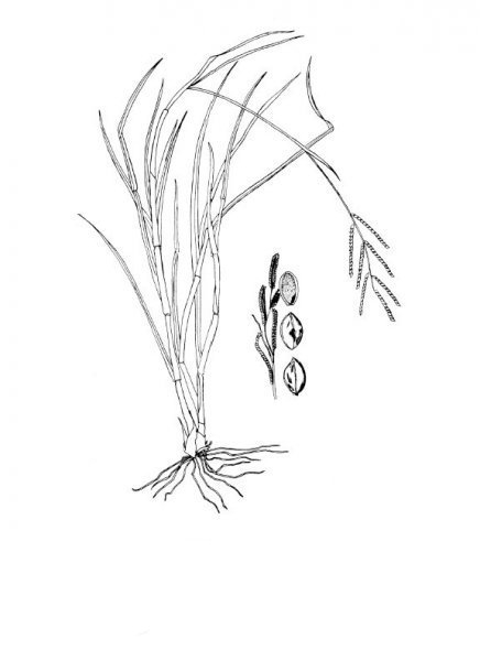 Longtom