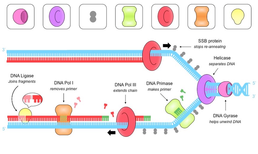 <ol><li><p>Helicase unzips the DNA by breaking bonds between nitrogen bases, creating a replication fork.</p></li><li><p>DNA Gyrase unwinds DNA to release tension.</p></li><li><p>Single Stranded Binding (SSB) proteins bind to DNA strands to keep strands from winding back together and to protect DNA from chemical damage.</p></li><li><p>DNA Primase generates a short RNA primer (as an initiation point for Polymerase III)</p></li><li><p>DNA Polymerase III attaches to the 3’ end of the primer and adds new DNA complementary base pairs.</p></li><li><p>DNA Polymerase I remove the RNA primers from the lagging strand and replaces them with DNA nucleotides.</p></li><li><p>DNA Ligase joins the Okazaki fragments and fragments of DNA (that replaced RNA primers) with phosphodiester bonds to form a continuous strand.</p></li></ol>