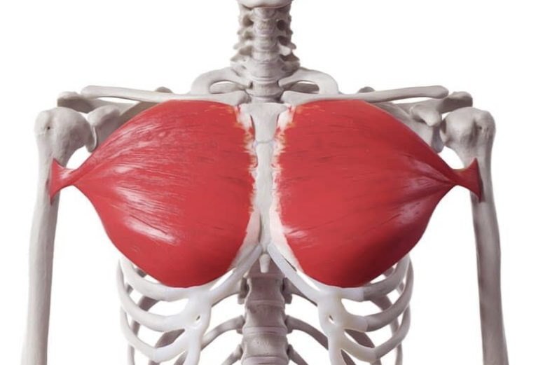 <p><span>large muscle in the upper chest, forming the front of the armpit</span></p>