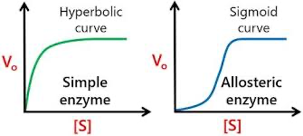 <p>Allosteric enzymes show cooperativity, so their activity can chnage based on substrate binding</p><p>Produces a different curve than MM kinetics</p><p>In metabolic pathways, the end product often allosterically inhibits the first enzyme (feedback intuition)</p>