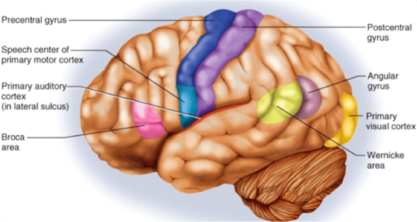 <p>- Temporal Lobe</p><p>- Language Comprehension</p><p>- Lateralized to the left hemisphere</p><p>- Production part of speech</p>