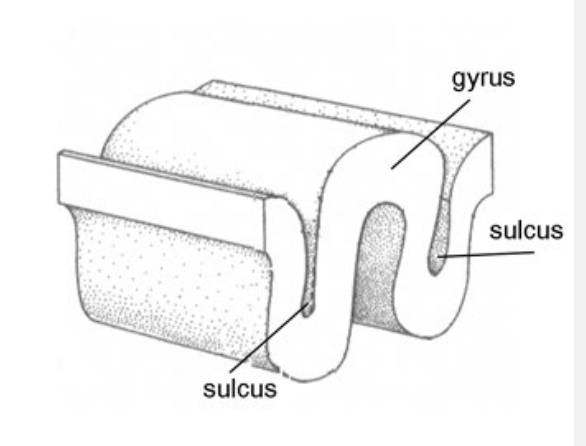 <p>a groove in the cerebral cortex </p>