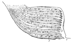 <p>&nbsp;A respiratory organ in some arachnids (not insects), composed of stacked, leaf-like structures.</p><ul><li><p>respiratory organ for subphylum chelicerata (spiders, scorpions)</p></li></ul><p></p>