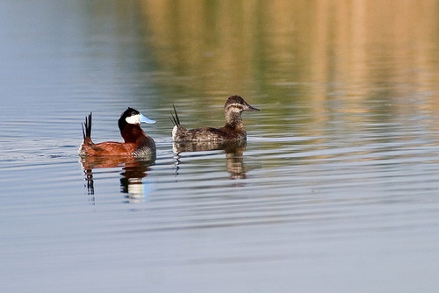 <p>Anseriformes</p><p>Anatidae</p>