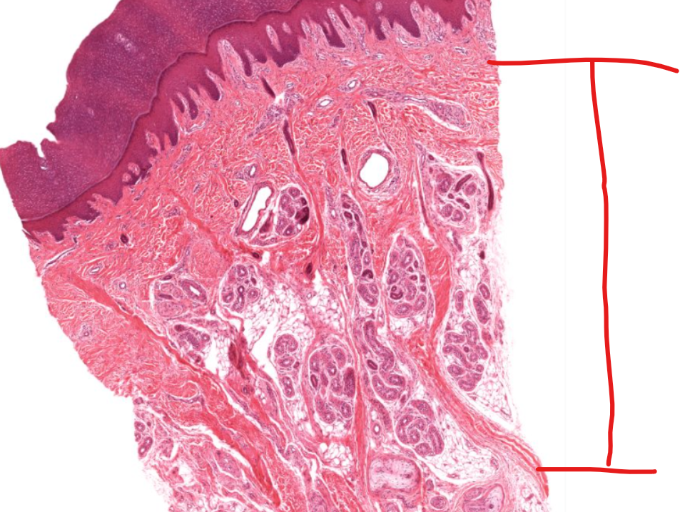 <p>(layer)</p>
