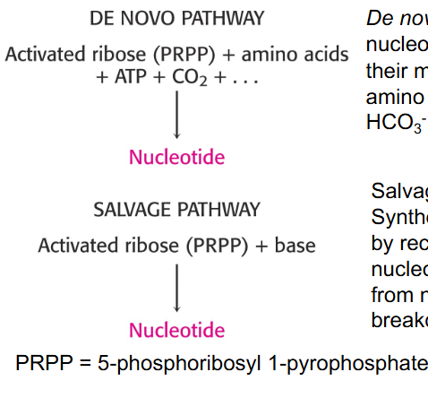 <p>Nucleotide Synthesis de novo or via salvage pathways</p>