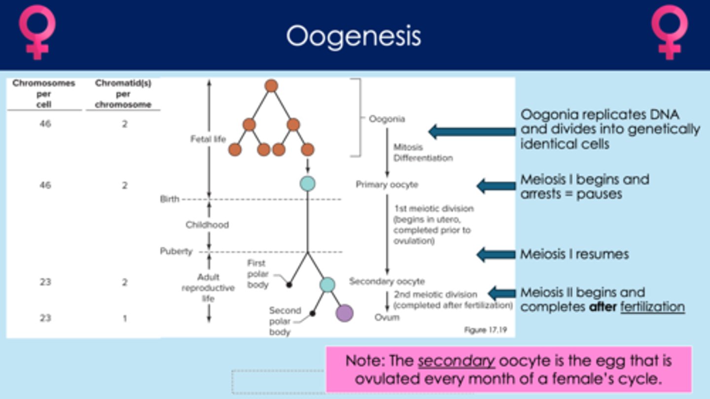 <p>1. oogonia (stem cells) undergo mitosis and makes copies of oogonia and primary oocytes; this process starts before birth and then stops; doesn't continue again until puberty</p><p>2. during puberty, first polar bodies discard extra chromosomes from primary oocytes so that they don't have more than 23 chromosomes</p><p>3. primary oocytes undergo meiosis and produces secondary oocytes (genetically unique)</p><p>4. if fertilization occurs, second polar bodies discard extra chromosomes from secondary oocytes; secondary oocytes finish meiosis and produce ovum (after the egg has begun to be fertilized by sperm)</p><p>**females are born with all the primary oocytes they'll ever have before birth</p>