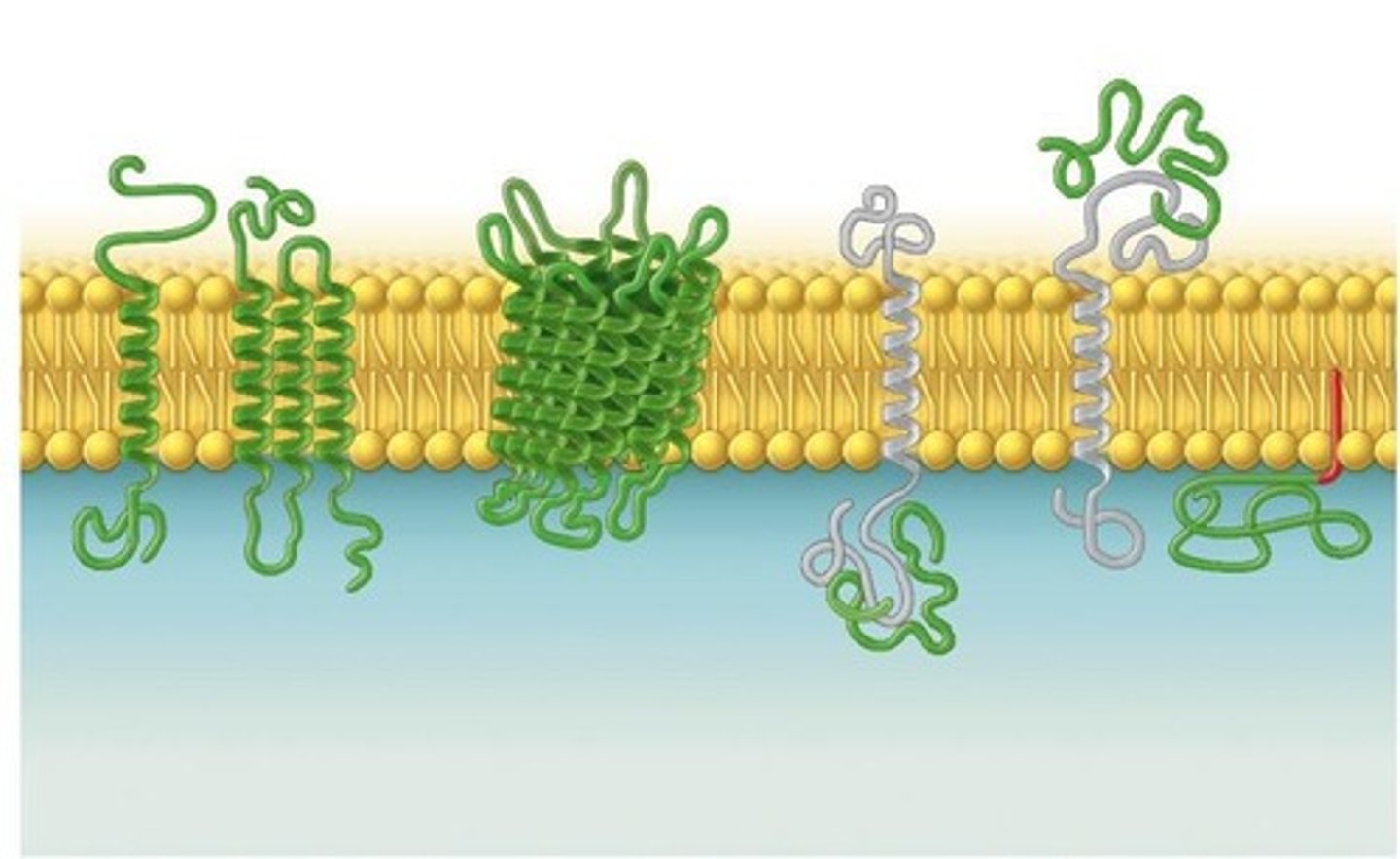 <p>They span the lipid bilayer and have various functions such as transport, communication, and attachment.</p>