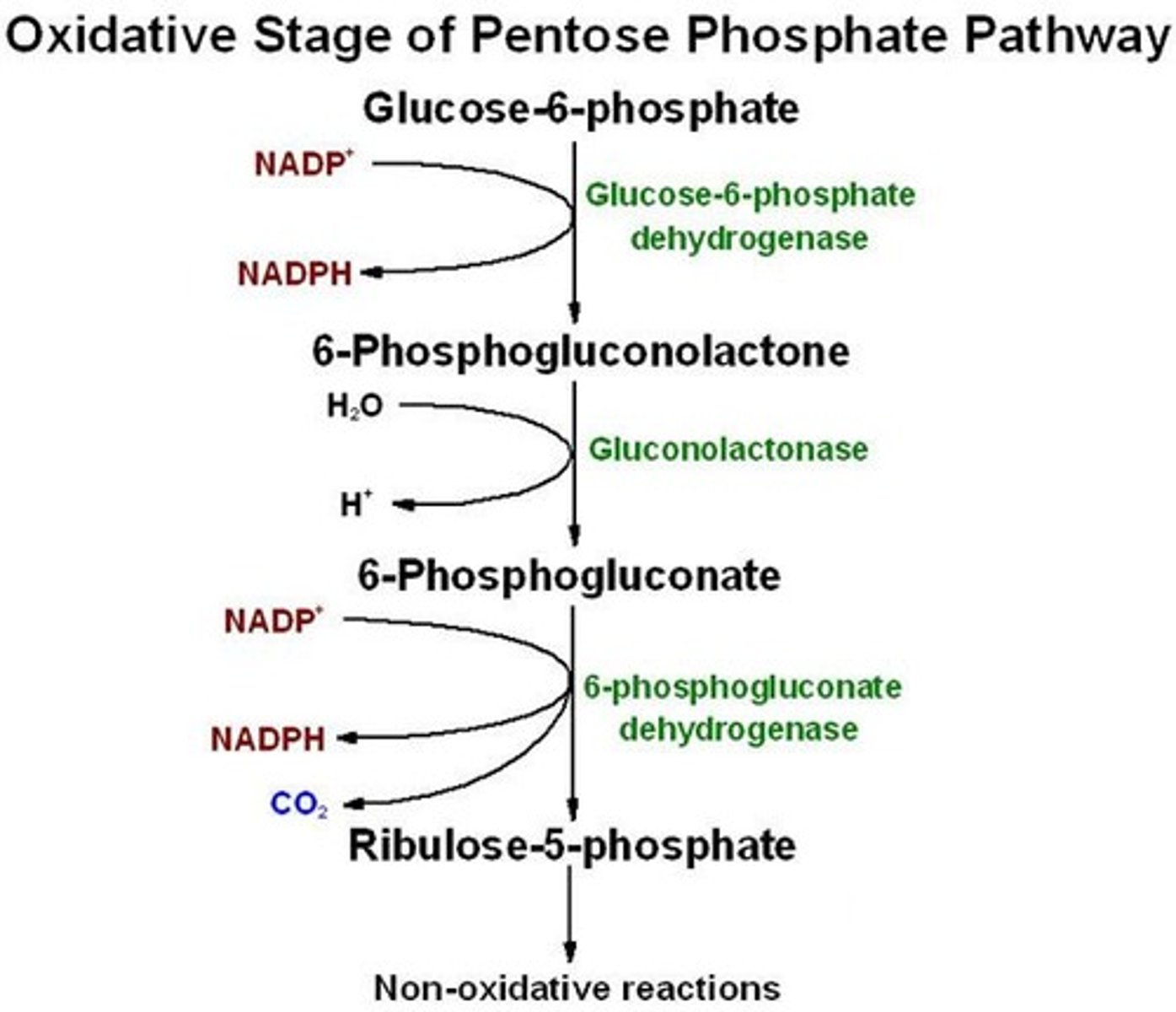 <p>False. The purpose of the Oxidative Phase is to REDUCE NADP+ to produce NADPH. It is through the oxidation of glucose-6-phosphate that RIBULOSE-5-phosphate is produced.</p>