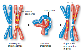 Fig 13.6 Inversion.