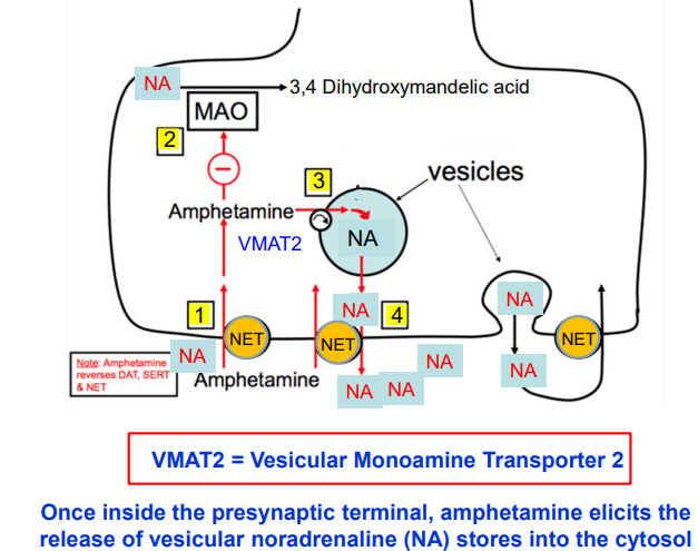 <ul><li><p>Amphetamine enters neurons via NET (norepinephrine transporter).</p></li><li><p>Stimulates VMAT2 (vesicular monoamine transporter), releasing noradrenaline into cytosol.</p></li><li><p>Increased NA conc triggers NET to work in reverse.</p></li><li><p>NA pumped into the synaptic cleft, enhancing receptor activation.</p></li></ul><p></p>