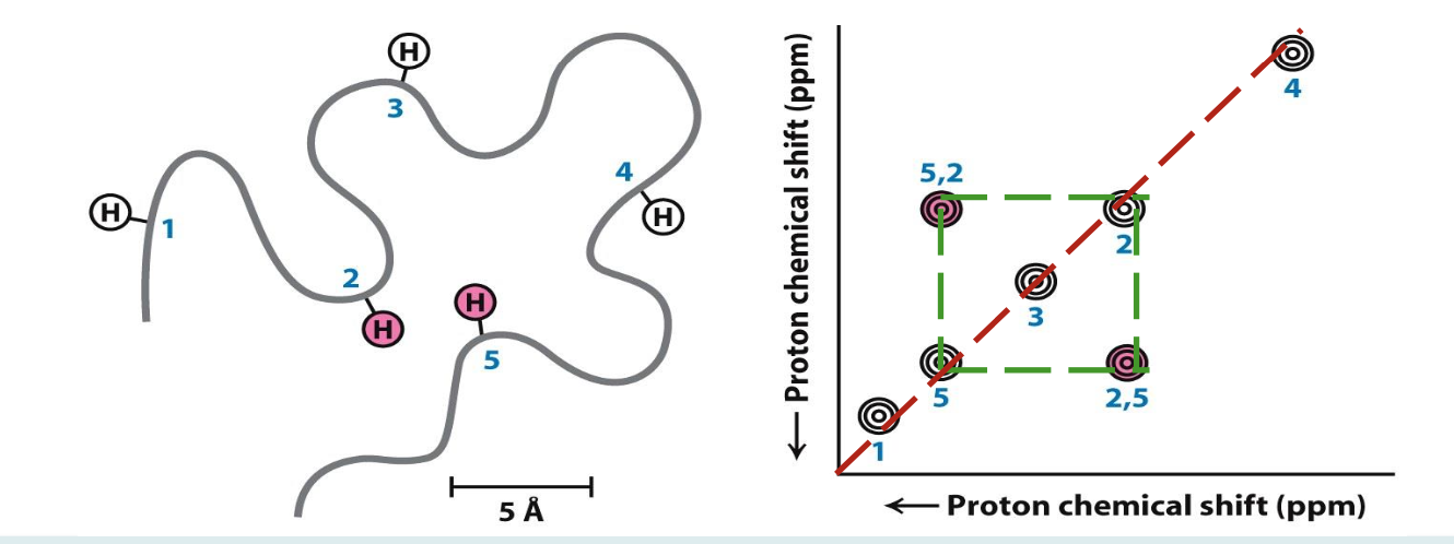 <p>It is used to <strong>identify pairs of atoms &gt;5 Å of each other in 3D space</strong>. Finding where these atoms are can help plot the folds of our unknown protein</p><p><strong>☆</strong> ¹H peaks are shown in diagonal line</p><p><strong>☆ </strong>Altering frequency of one nucleus will impact others in close proximity. <span style="color: rgb(95, 212, 115)">e.g. 2 and 5 are close, shown by symmetry above/below diagonal line</span></p>