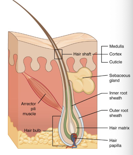 <p>Hair structures</p>