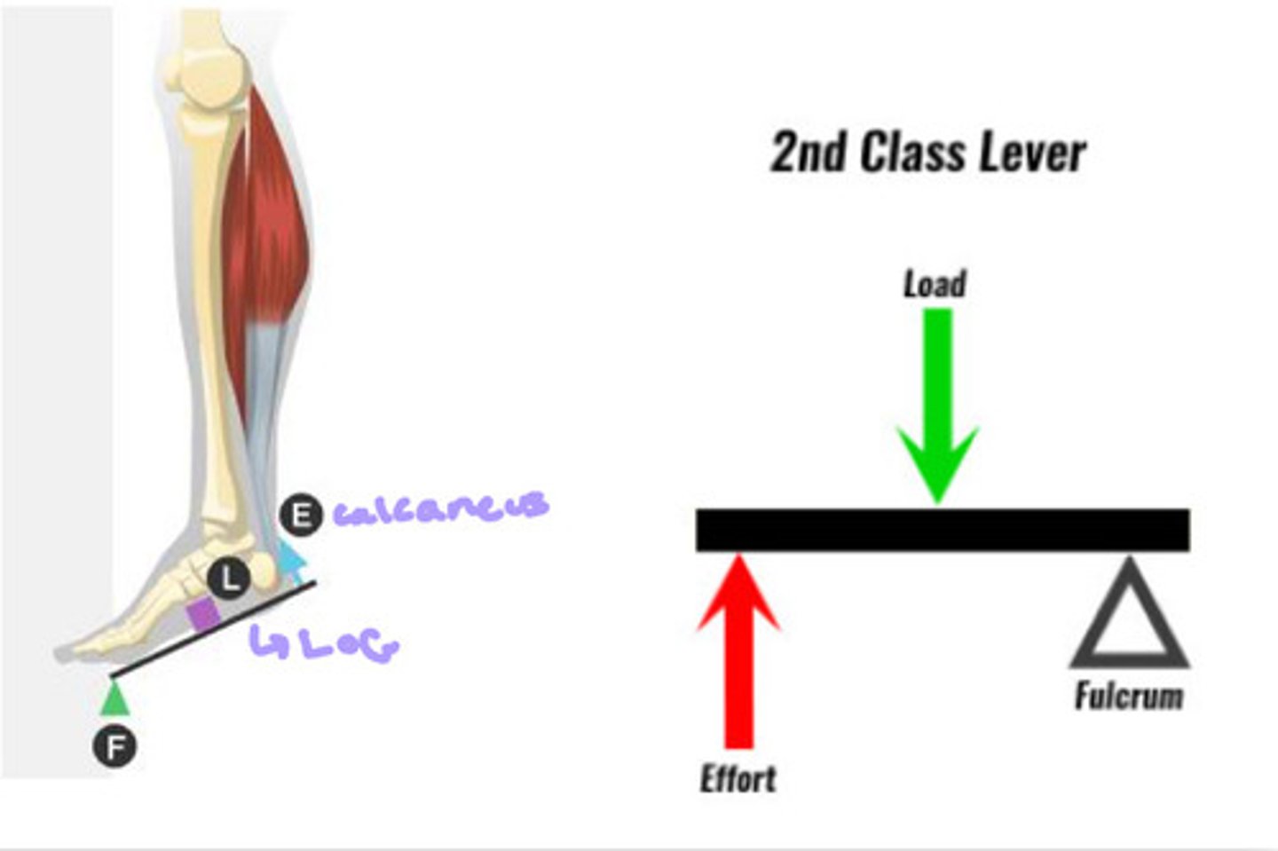 <p>class 2 lever</p>