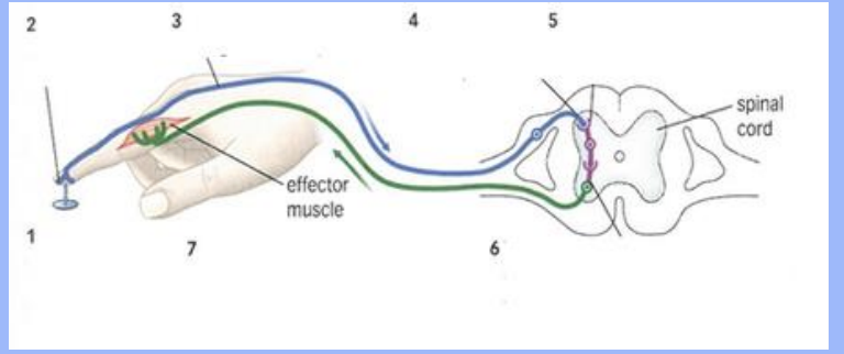 <p>Where are the dendrites and axon of a motor neuron located?</p>
