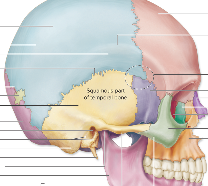 <p>Find the sphenoid bone in a lateral view</p>