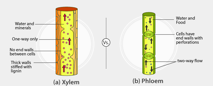<p>Xylem and phloem.</p>