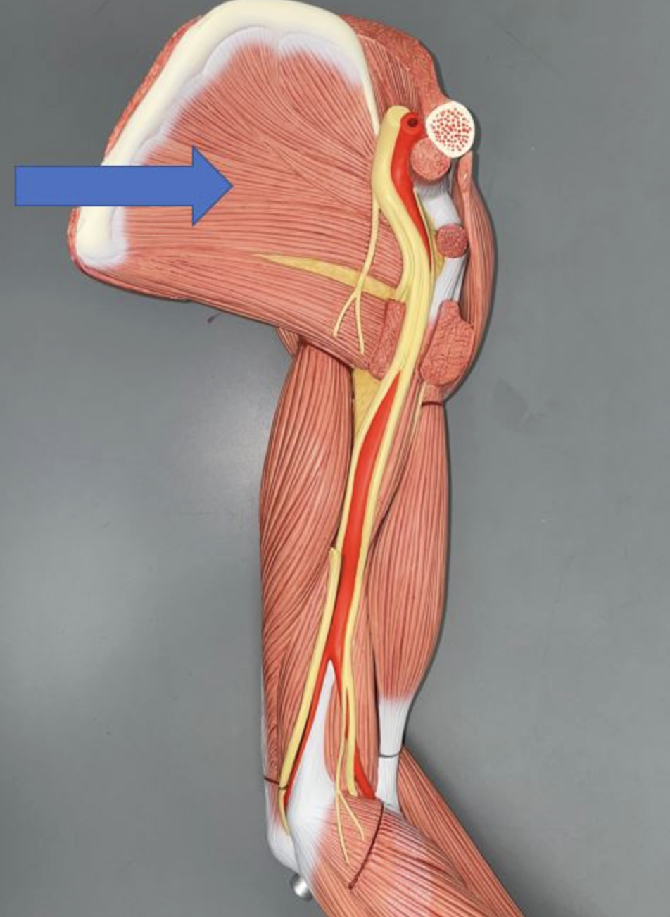 <p>muscle name & action</p>