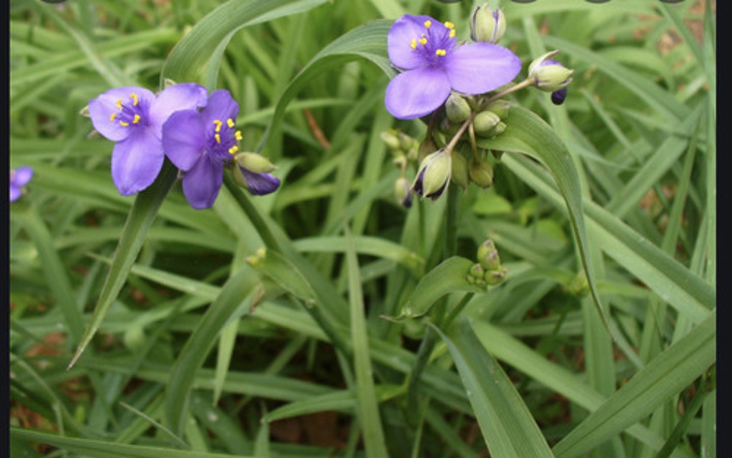 <p>colonizing habit; very aggressive; 3x3'</p><p>leaf: sheathing petiole; lanceolate; reflexed</p><p>bloom: ephemeral; "blue"; terminal clusters; 3 petals and 3 sepals</p>