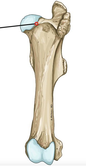 <p>Neck connecting head to shaft.</p>