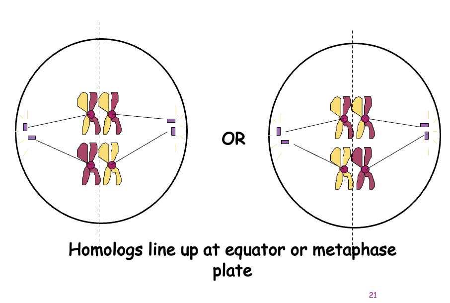 <p>Shortest phase</p><p>Tetrads align on the equator.</p><p>Independent assortment occurs – chromosomes separate randomly causing GENETIC RECOMBINATION</p><p></p>