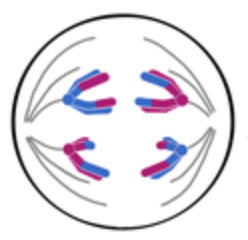 * Spindle fibres contract (requiring ATP)
* Chromatids are pulled to opposite poles of the cell