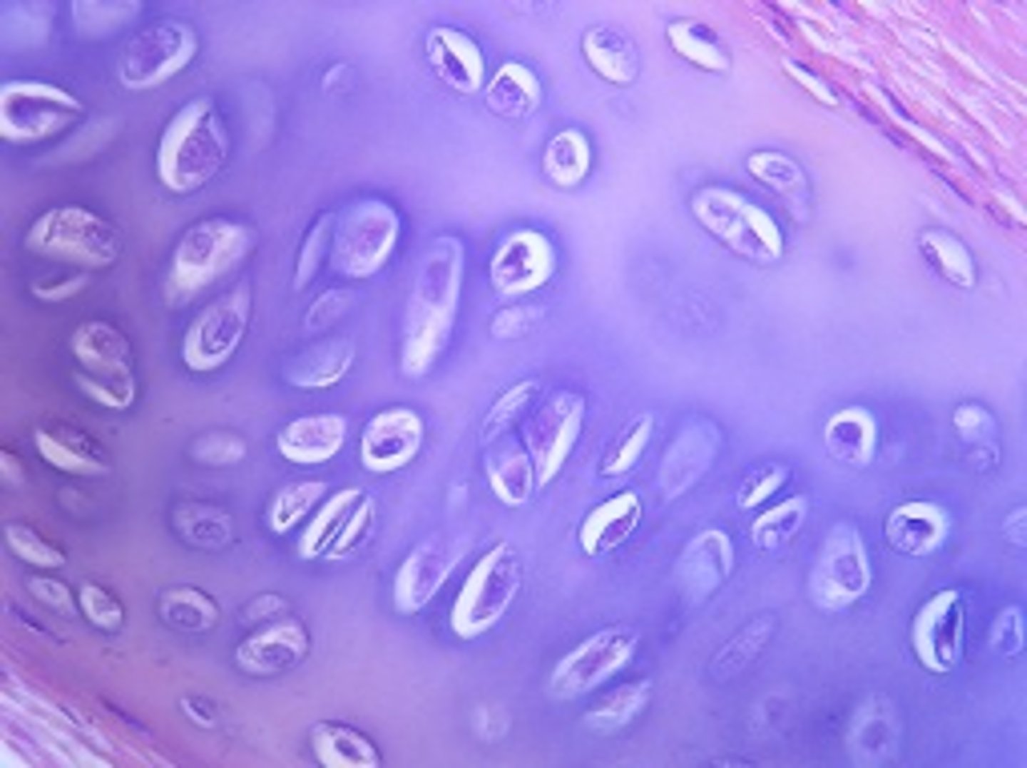 <p>identify the cartilage:</p>