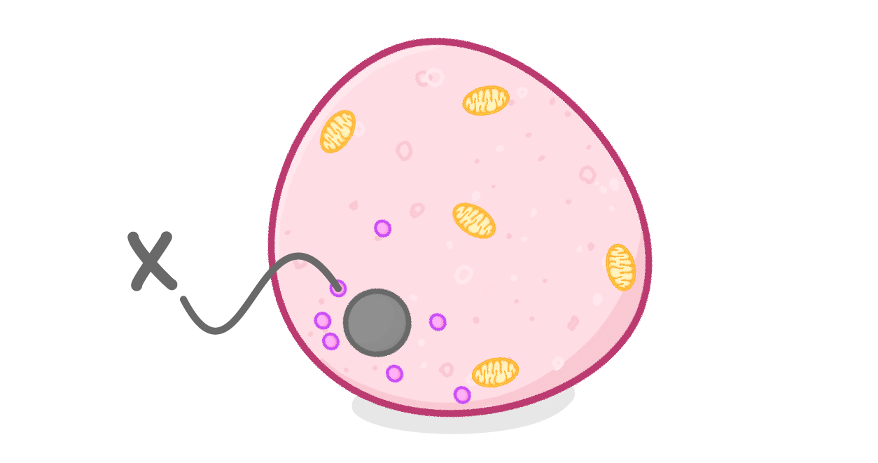 <p>What is the organelle labeled X?</p>