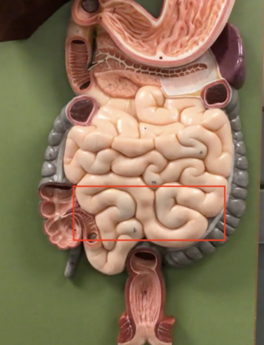 knowt flashcard image