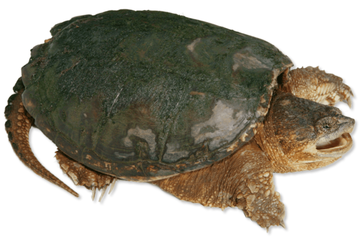 Common Snapping Turtle