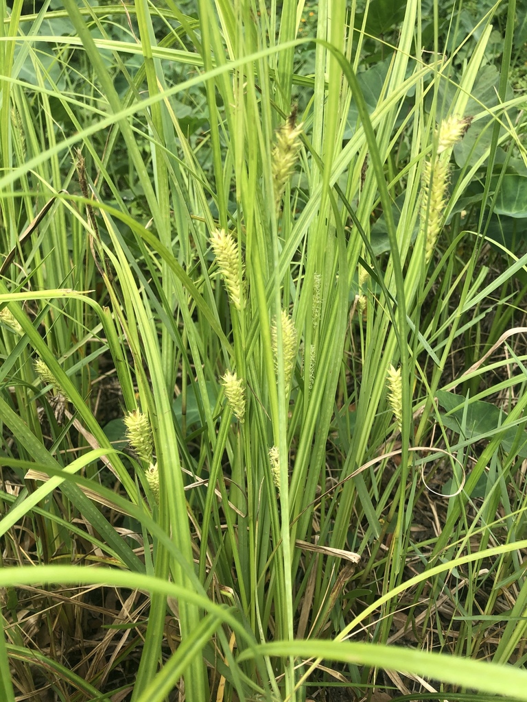 Shoreline Sedge