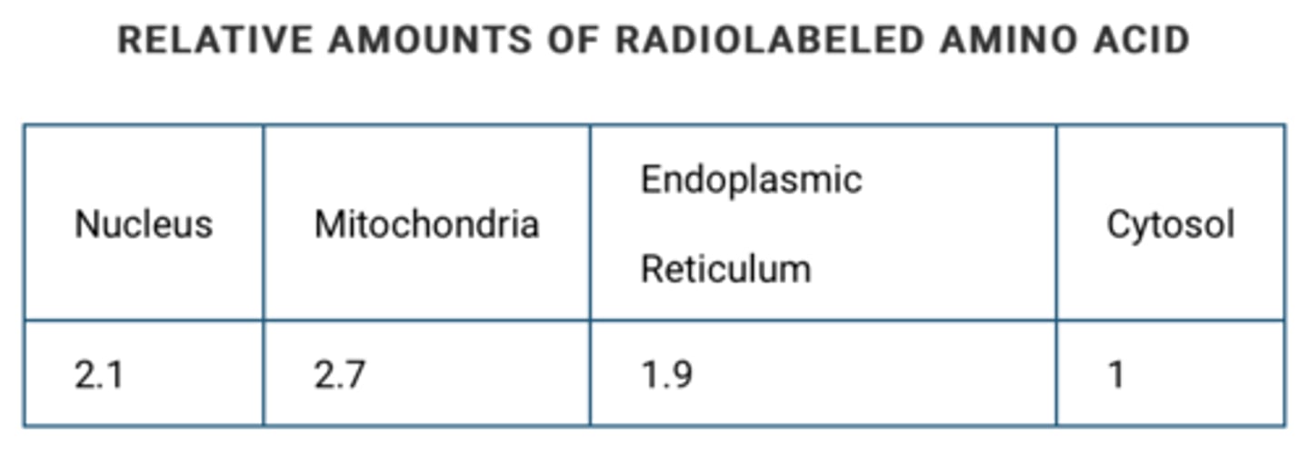 <p>Answer (B): It was mostly incorporated into proteins that regulate and manage metabolic reactions.</p><p>Explanation: Amino acids are the building block of proteins, and the data indicate that most of the radiolabeled amino acid was in the mitochondria. Therefore, the data best support the conclusion that most of the amino acid molecules were incorporated into proteins that regulate and manage the metabolic reactions that occur in mitochondria.</p>