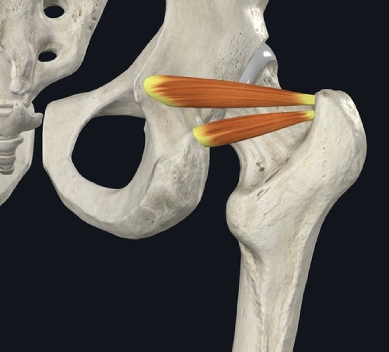 <p>lower muscle</p>