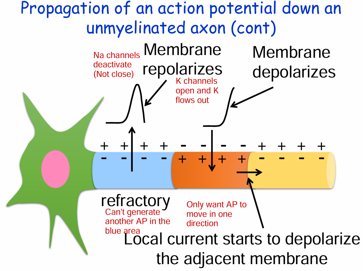 <ol><li><p>First part starts to repolarize as Na channels deactivate and K channels open</p><ol><li><p>Inside negative, outside positive</p></li><li><p>Cannot generate another AP</p></li></ol></li><li><p>The second part starts to depolarize and only move in one direction</p></li></ol><p></p>