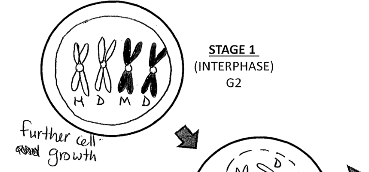 <p>growth 2 (G2)</p><p>cell get noticeably bigger, gets ready to divide </p><ul><li><p>the cell need to duplicate a cell of its original cell size, meaning the cell must first duplicate to do this </p><p></p></li></ul><p></p>