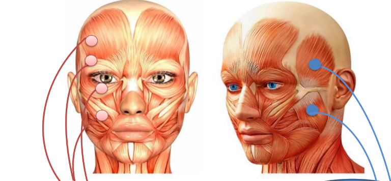 <p>pour les mimiques faciales</p><p>pour la mastication — il n’y en a pas beaucoup</p>