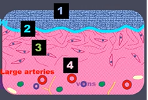 <p>Epithelial cells-made of stratified squamous type of cells</p><p>Basement membrane-dense reticular fibers</p><ul><li><p>links the epithelium and connective tissue and is not separate</p></li></ul><p>Lamina propria-thin vascular, loose connective tissue rich in cells </p><p>Submucosa-looser than lamina propria; vary in thickness</p>