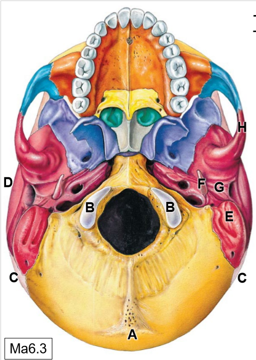 <p>G</p>