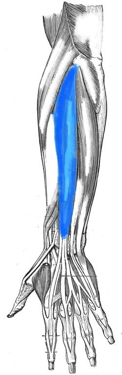 term image