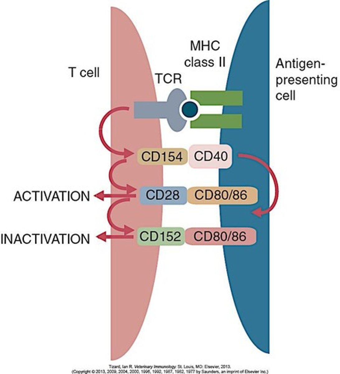 <p>An immunological synapse is the interface between a T cell and an antigen-presenting cell (APC) that facilitates communication and activation.</p>