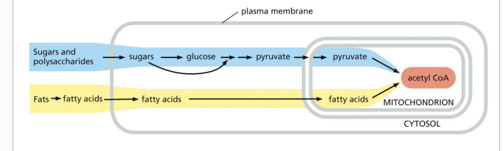 <p>glycogen provides glucose for energy production</p><ul><li><p>when cells need more ATP than they can generate from food molecules taken in from the bloodstream → they break down glycogen  </p></li><li><p>glycogen = <strong>shorter-term</strong> storage of energy </p></li><li><p>glycogen has the largest stores in <strong>liver and muscle</strong></p></li><li><p>during fasting, liver cells release glucose derived from breakdown of their glycogen stores → bloodstream for use by other tissues while muscle cells hoard their supplies for their own use</p></li><li><p>an avg adult humans stores enough glycogen for only about a <strong>day of normal activities </strong>(energy demands) but enough fat to last for <strong>nearly a month</strong></p></li></ul><p></p>