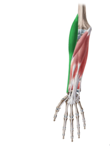<p>lateral surface of distal end of radius (proximal to styloid process of radius)</p>