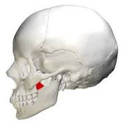 <p>coronoid process (lateral view)</p>