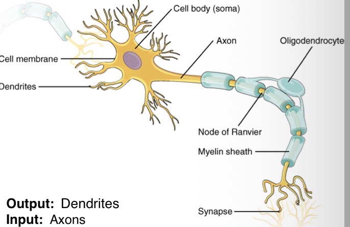 <p>What does the cell body contain?</p>