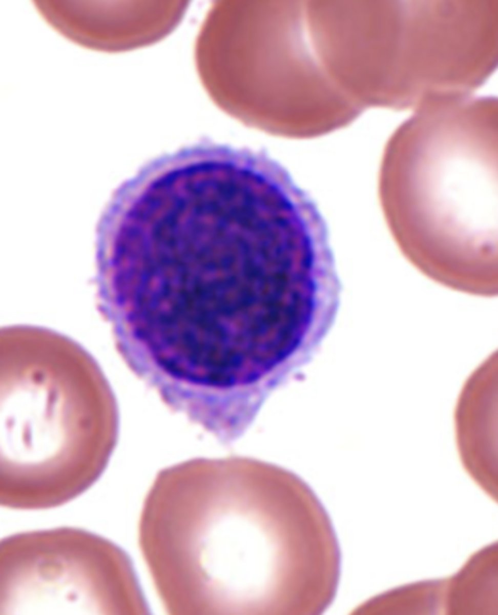 <p>What is the center cell?</p>