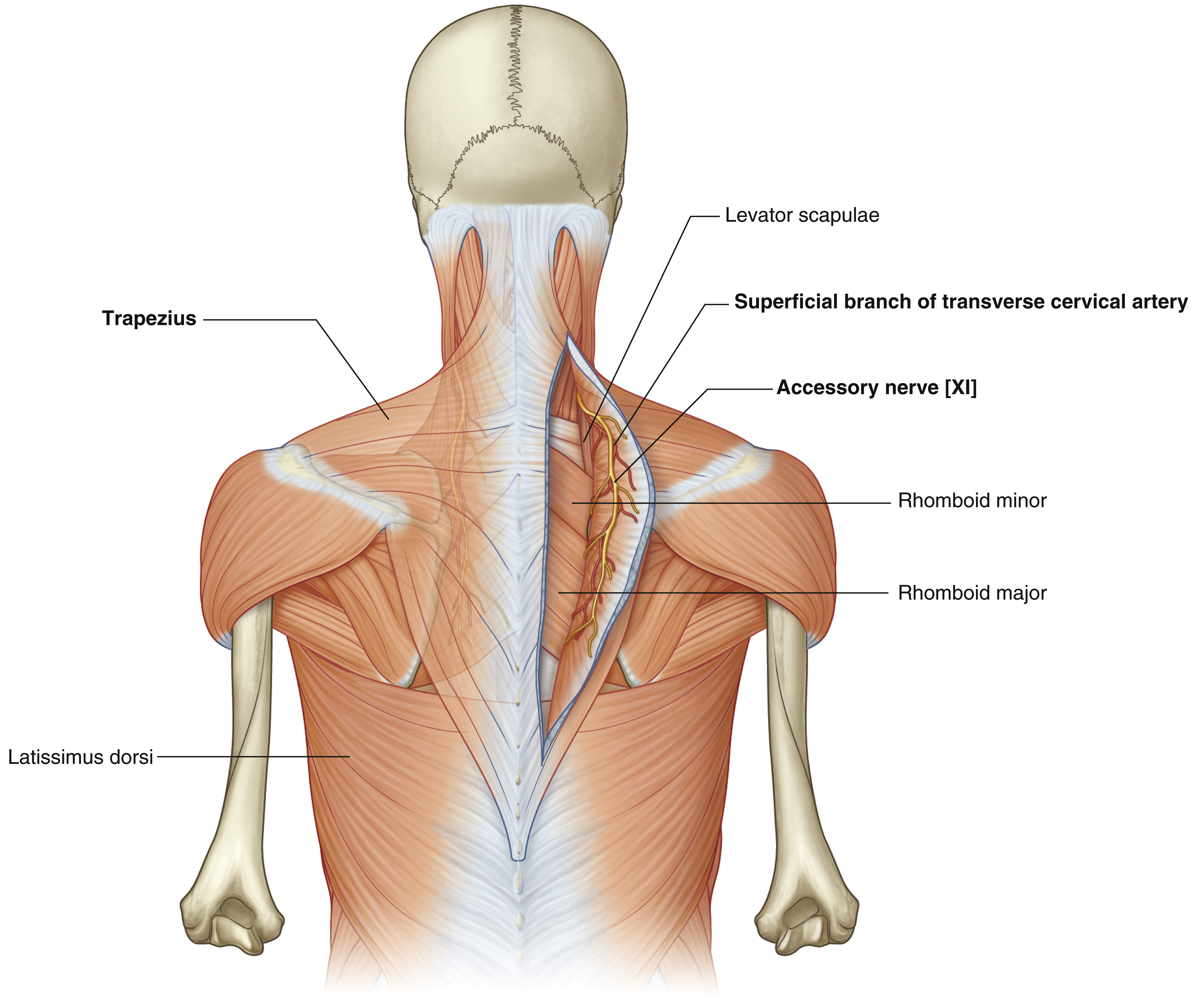 <p>Downward and upward rotation, depression and elevation, and retraction of scapula</p>