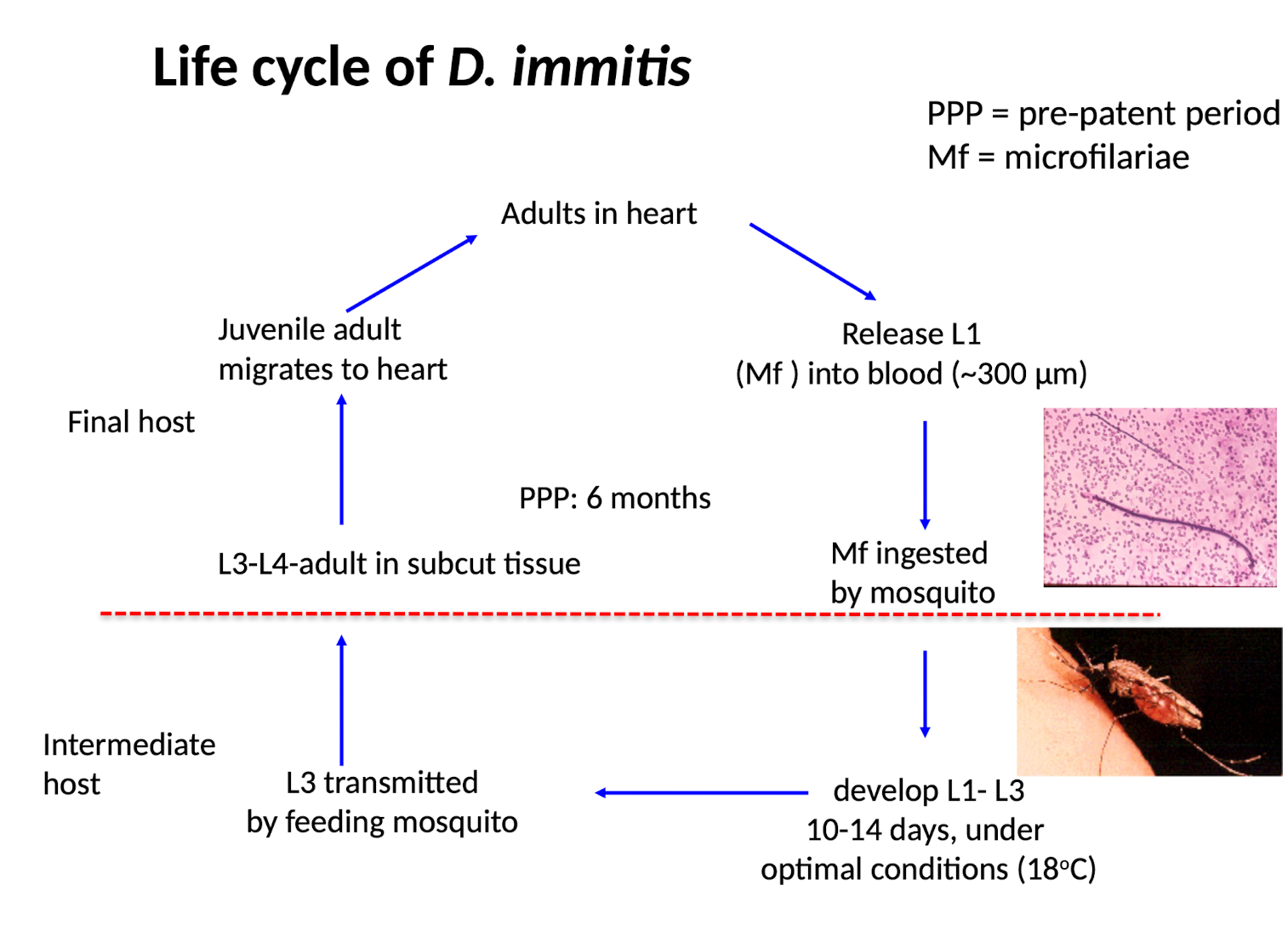 <ul><li><p>The eggs often hatch internally within the adult (MF) → released from female into the blood circulation</p></li></ul><p></p>